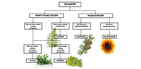 5th Grade Science Trivia On Classification Of Plants Quiz ProProfs Quiz